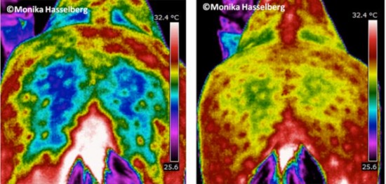 Thermal Images of before and after ENAR horses rump 